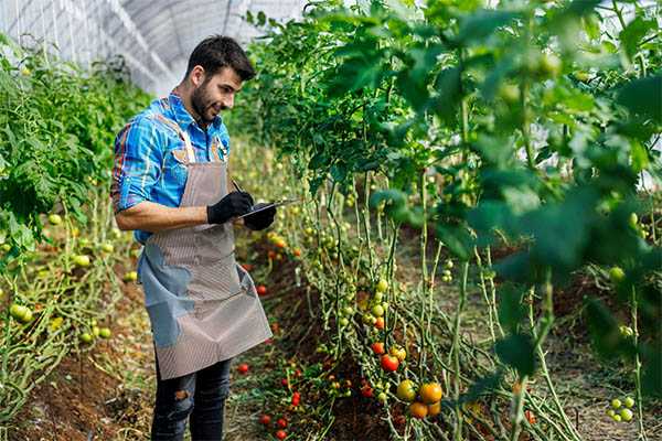 homem fazendo anotações em meio a uma plantação de legumes