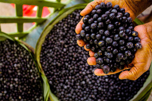 homem segurando um punhado de açaí