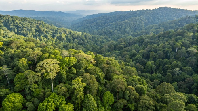 Patrimônio verde Skymsen na Mata Atlântica