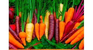 Día Internacional de la Zanahoria