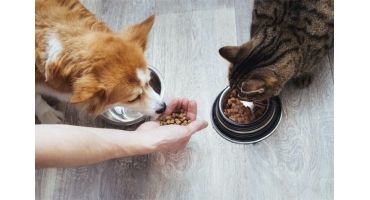 Alimentação saudável para pets: o que é e como fazer?